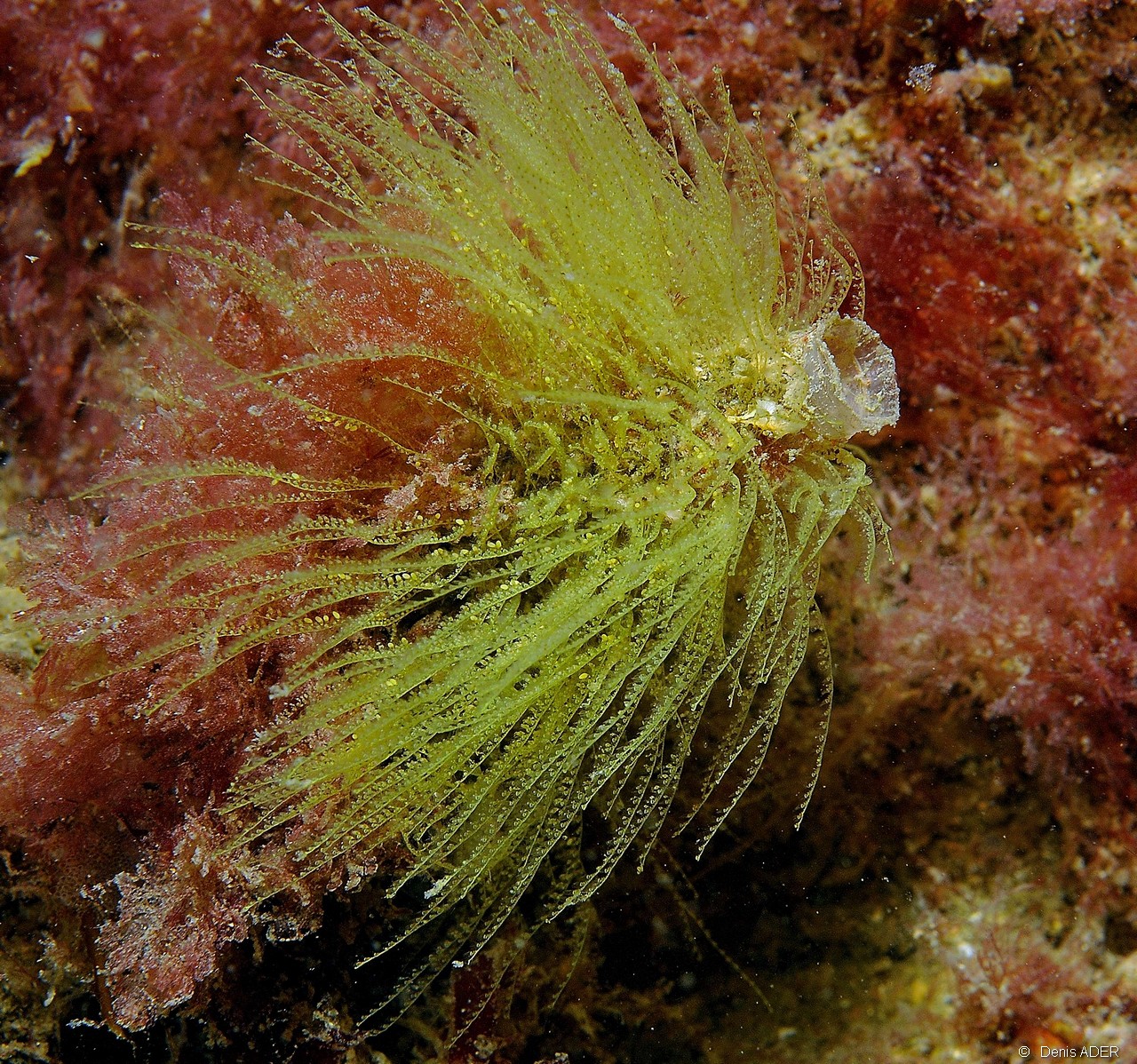 Antennella secundaria hydraire-Belle ile Basse Palais-7m-20160630-Denis-ADER-DSC_8277_tn.jpg